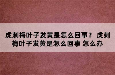 虎刺梅叶子发黄是怎么回事？ 虎刺梅叶子发黄是怎么回事 怎么办